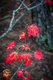 2024-09-24-Z6-Algonquinpark-139