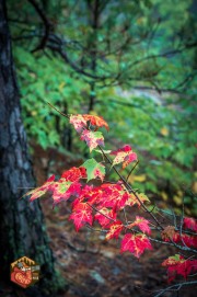 2024-09-24-Z6-Algonquinpark-146