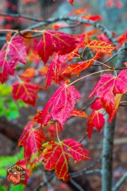 2024-09-24-Z6-Algonquinpark-163