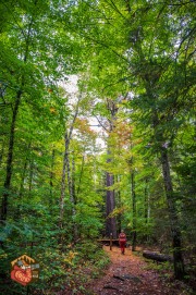 2024-09-24-Z6-Algonquinpark-219