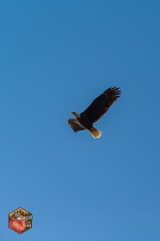 2024-09-26-Z6-Algonquinpark-399