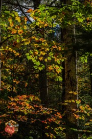 2024-09-26-Z6-Algonquinpark-466