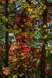 2024-09-26-Z6-Algonquinpark-472