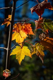 2024-09-26-Z6-Algonquinpark-479