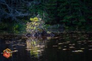 2024-09-26-Z6-Algonquinpark-80