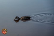 2024-09-27-Z6-Algonquinpark-142