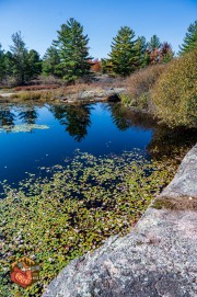 2024-10-19-Z6-CarpBarrens-199