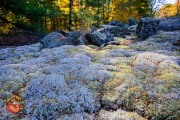 2024-10-19-Z6-CarpBarrens-60