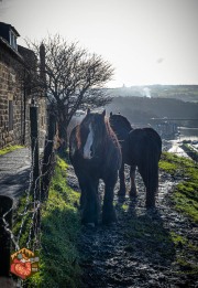 2024-11-28-Z6-Whitby_Sandsend-220