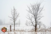 2024-12-11-Z6-Foggy-fields-127