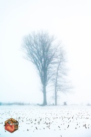 2024-12-11-Z6-Foggy-fields-168