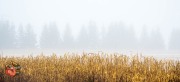 2024-12-11-Z6-Foggy-fields-19