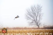 2024-12-11-Z6-Foggy-fields-35