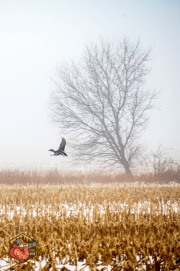 2024-12-11-Z6-Foggy-fields-40