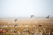 2024-12-11-Z6-Foggy-fields-57