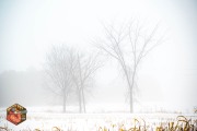 2024-12-11-Z6-Foggy-fields-74