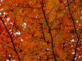 20211016-Z6-fallcolours-258