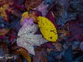 20211016-Z6-fallcolours-284