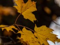 20211016-Z6-fallcolours-286