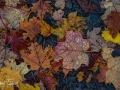 20211016-Z6-fallcolours-288