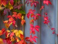 20211011-Z6-fallcolours-132