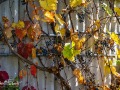 20211011-Z6-fallcolours-162