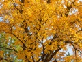 20211011-Z6-fallcolours-188