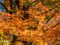 20211011-Z6-fallcolours-200