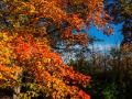 20211011-Z6-fallcolours-324