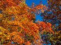 20211011-Z6-fallcolours-326