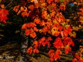 20211011-Z6-fallcolours-330