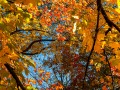 20211011-Z6-fallcolours-341