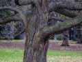 202100425-D750-arboretum-76