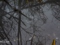 20211202-Z6-forestwalk-130