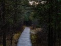 20211202-Z6-forestwalk-137