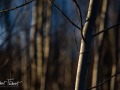 20211202-Z6-forestwalk-199