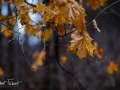 20211202-Z6-forestwalk-22