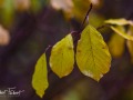 20211202-Z6-forestwalk-46