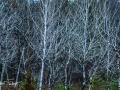 20211202-Z6-forestwalk-5