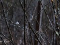 20211202-Z6-forestwalk-58