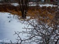 20211111-LX100-icywalk-108