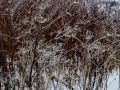 20211111-LX100-icywalk-248