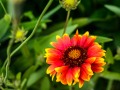 20210608-Z6-flowers-13