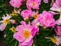 20210608-Z6-flowers-183