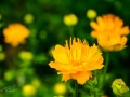 20210608-Z6-flowers-24