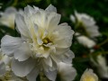 20210608-Z6-flowers-77