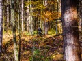 20201012-laroseforest-biking-140