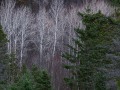 20211120-Z6-luskwaterfall-592