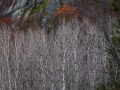 20211120-Z6-luskwaterfall-605