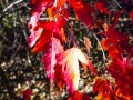 20211103-RX100-fallcolour-128